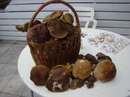 Resize of DSC00945.JPG